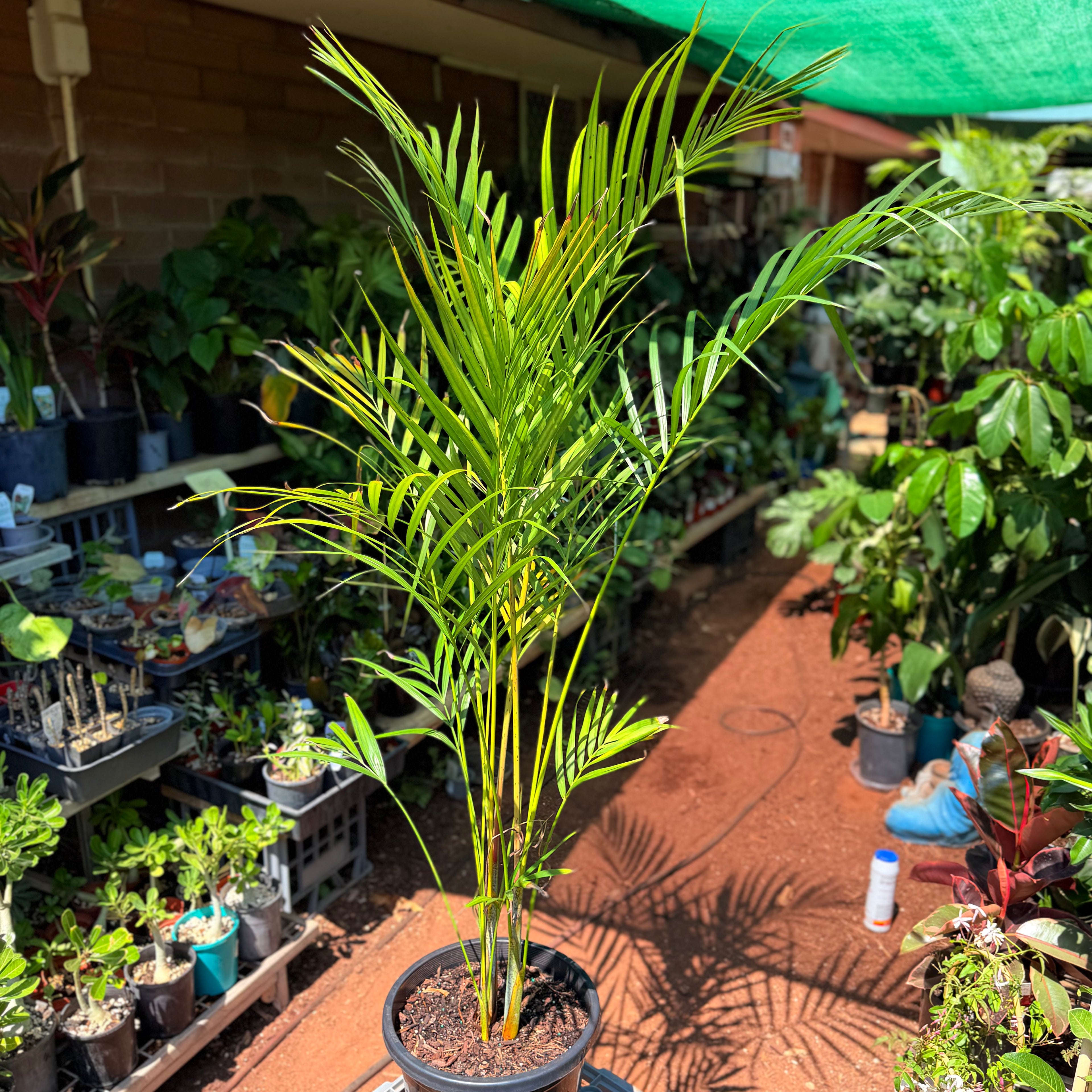 Dypsis Lutescens 'Golden cane' Palm