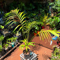 Bangalow Palm