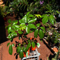 ScheffleraAlpine Junior