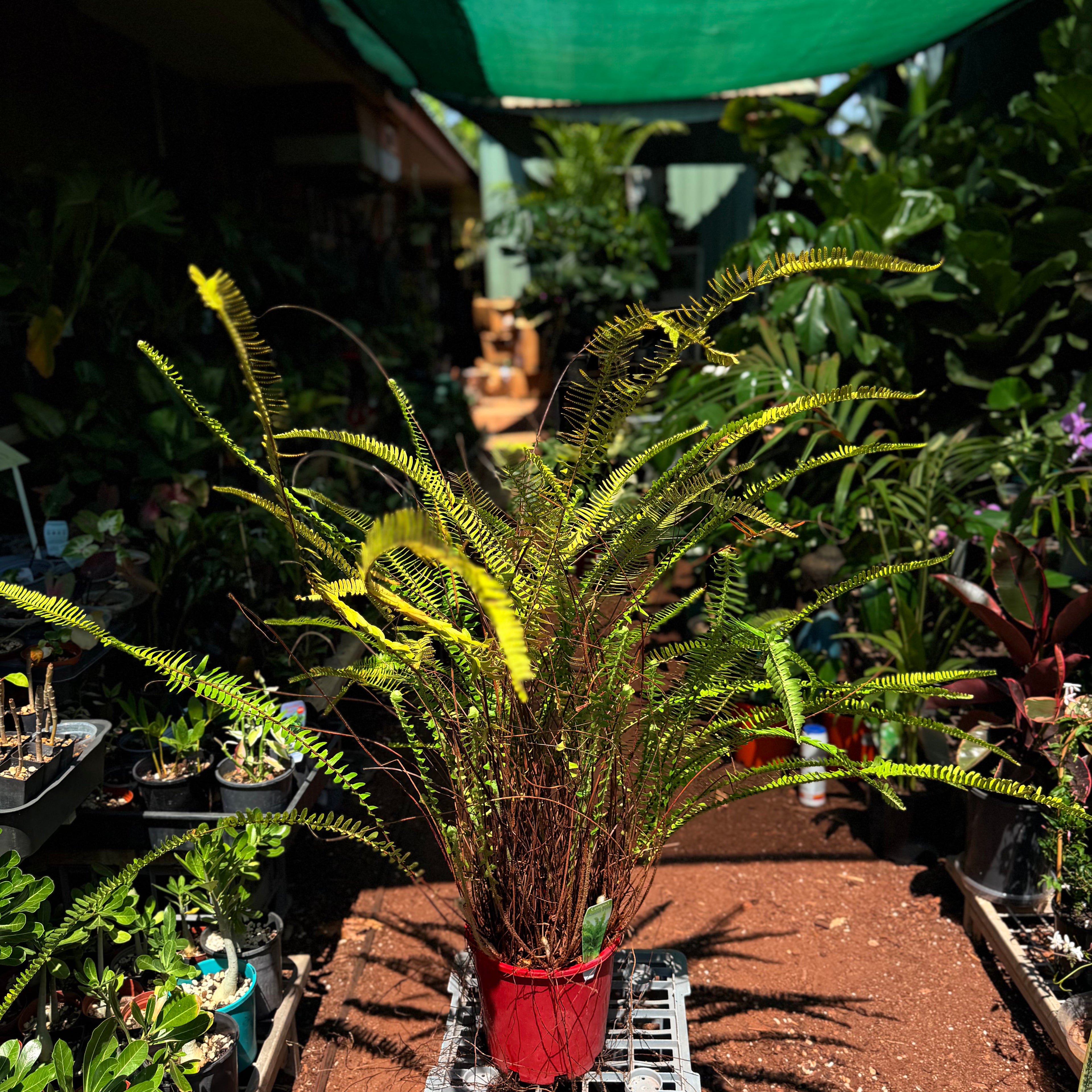 Boston Fern