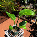 Strelitzia Nicolai