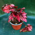 Begonia Rex