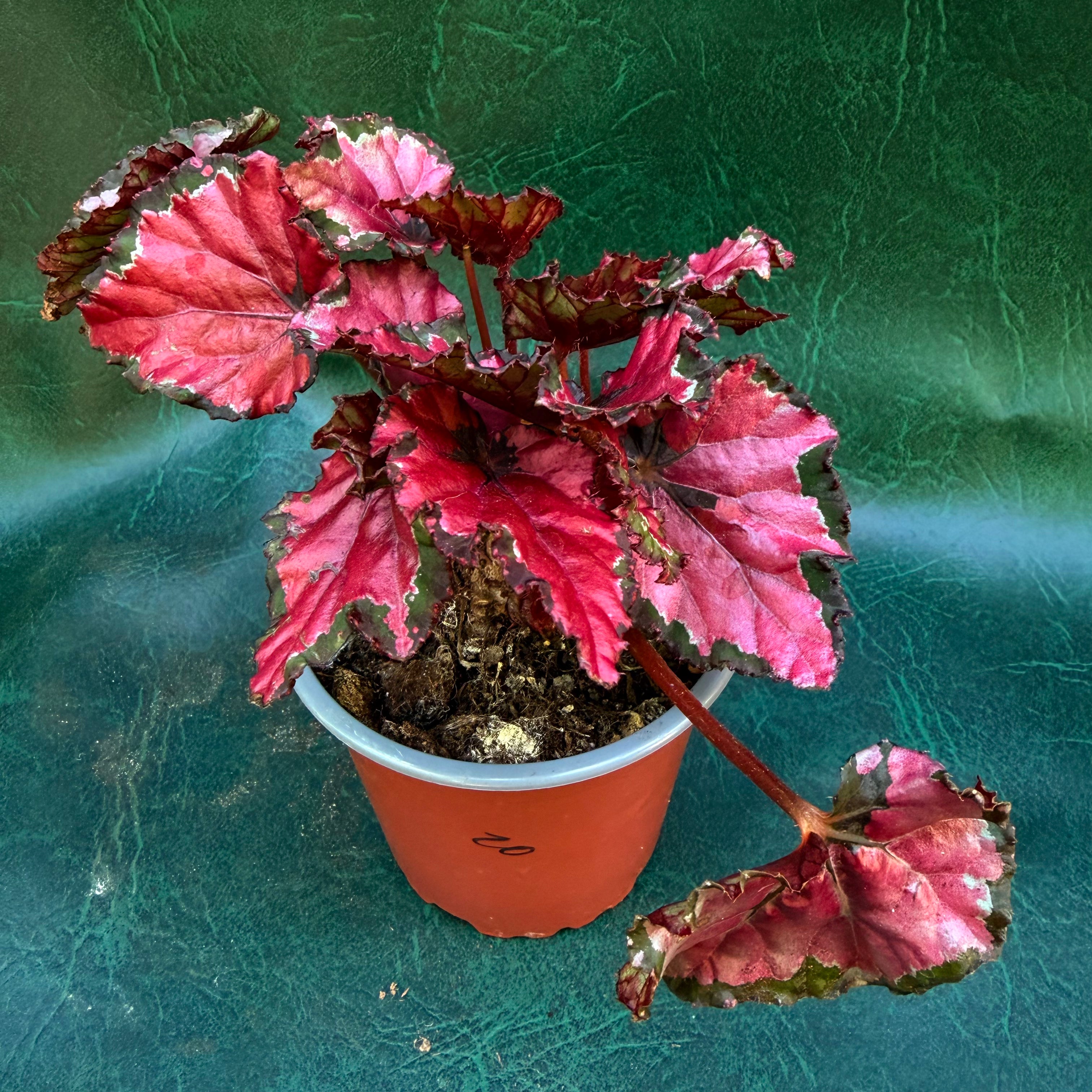 Begonia Rex