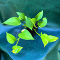 Epipremnum Aurea