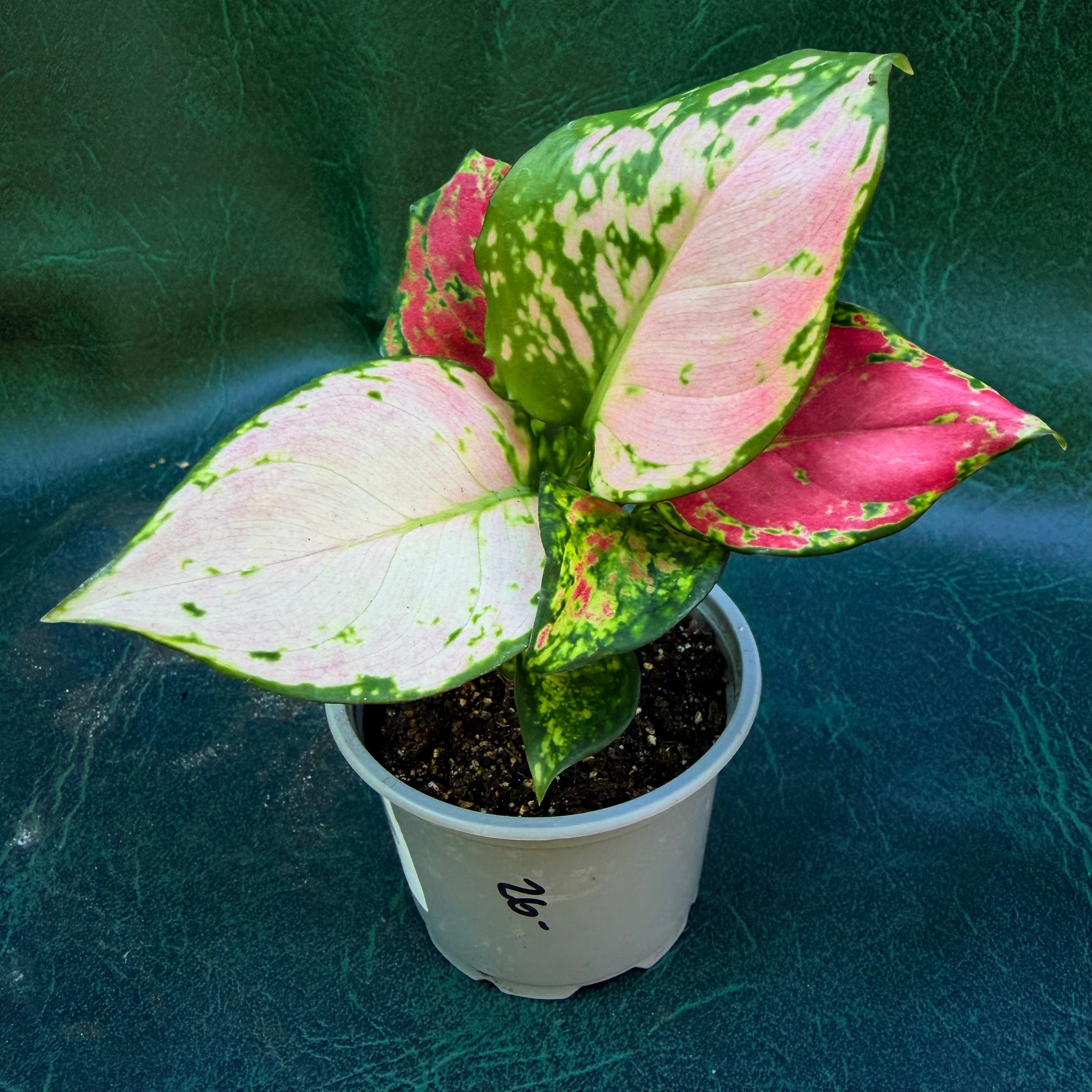 Aglaonema sp.
