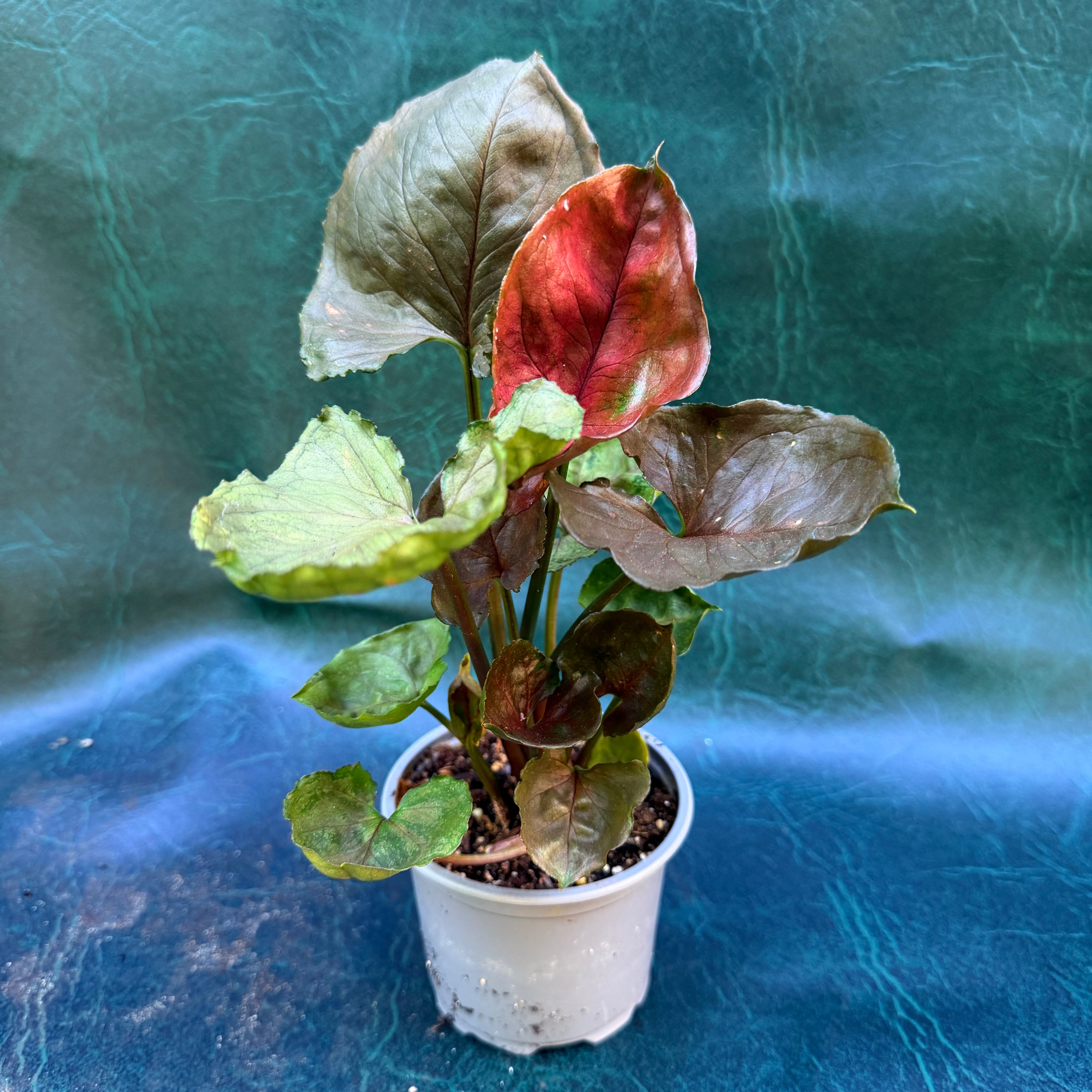 Syngonium sp.