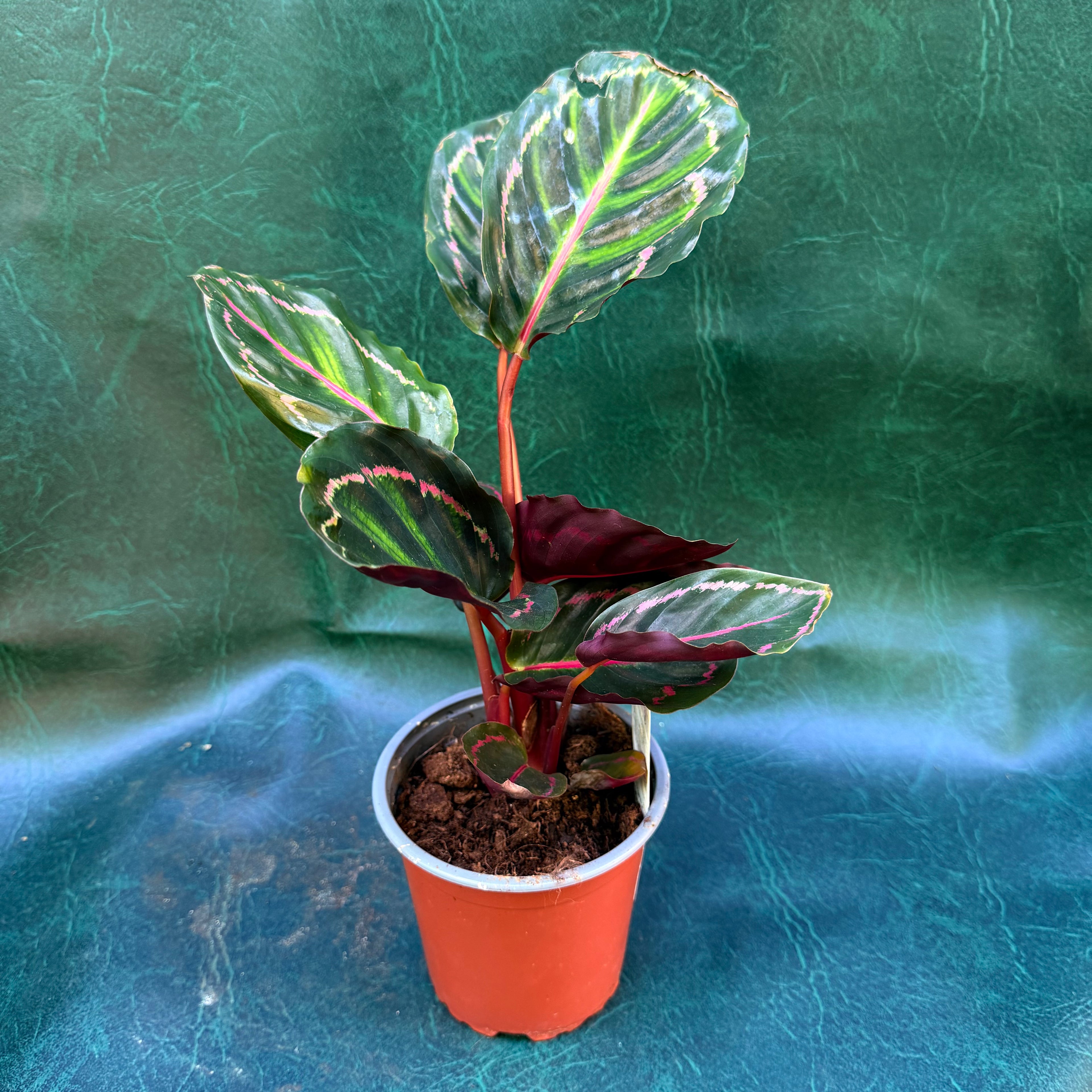 Calathea Medallion