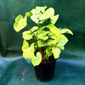 Syngonium Pixie