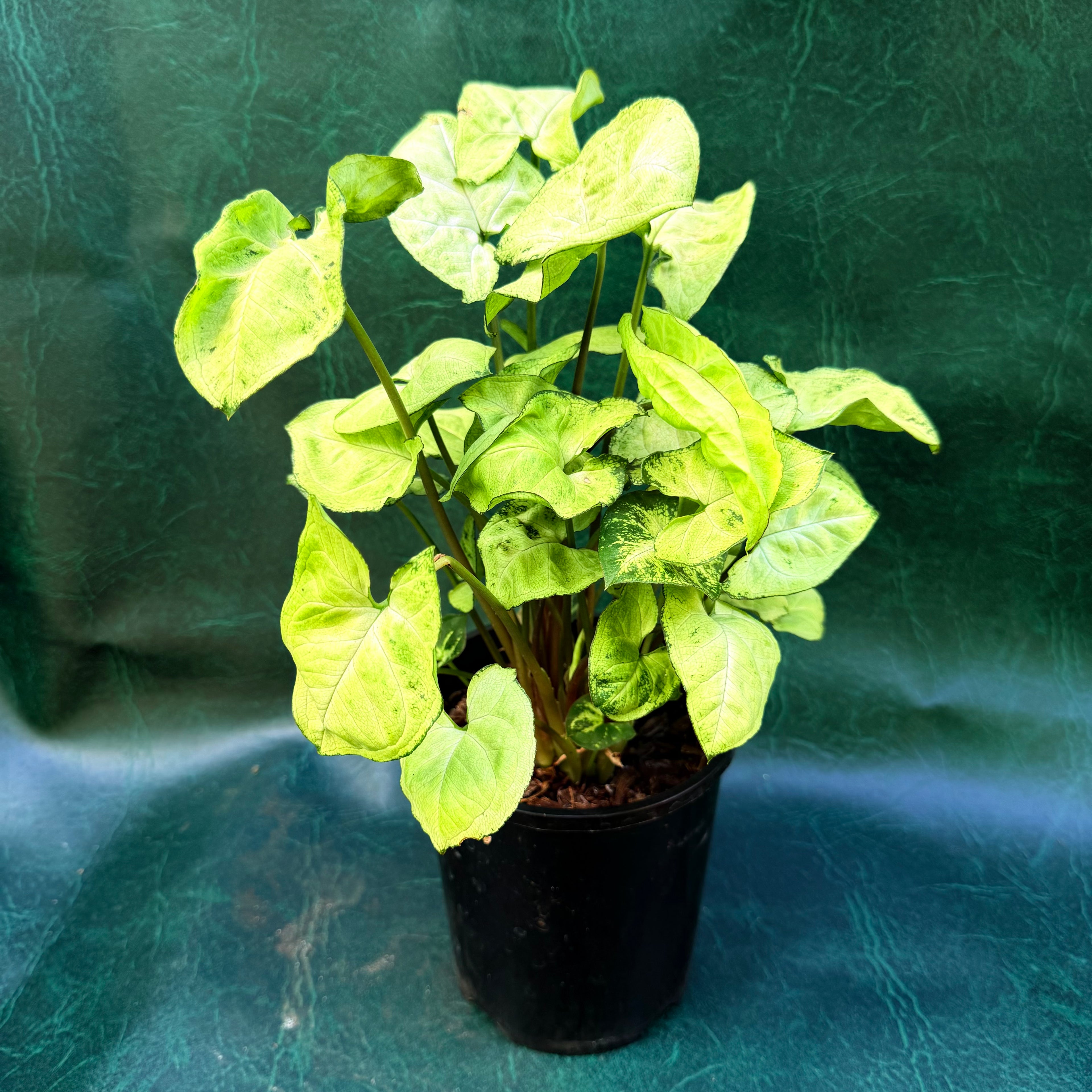 Syngonium Pixie