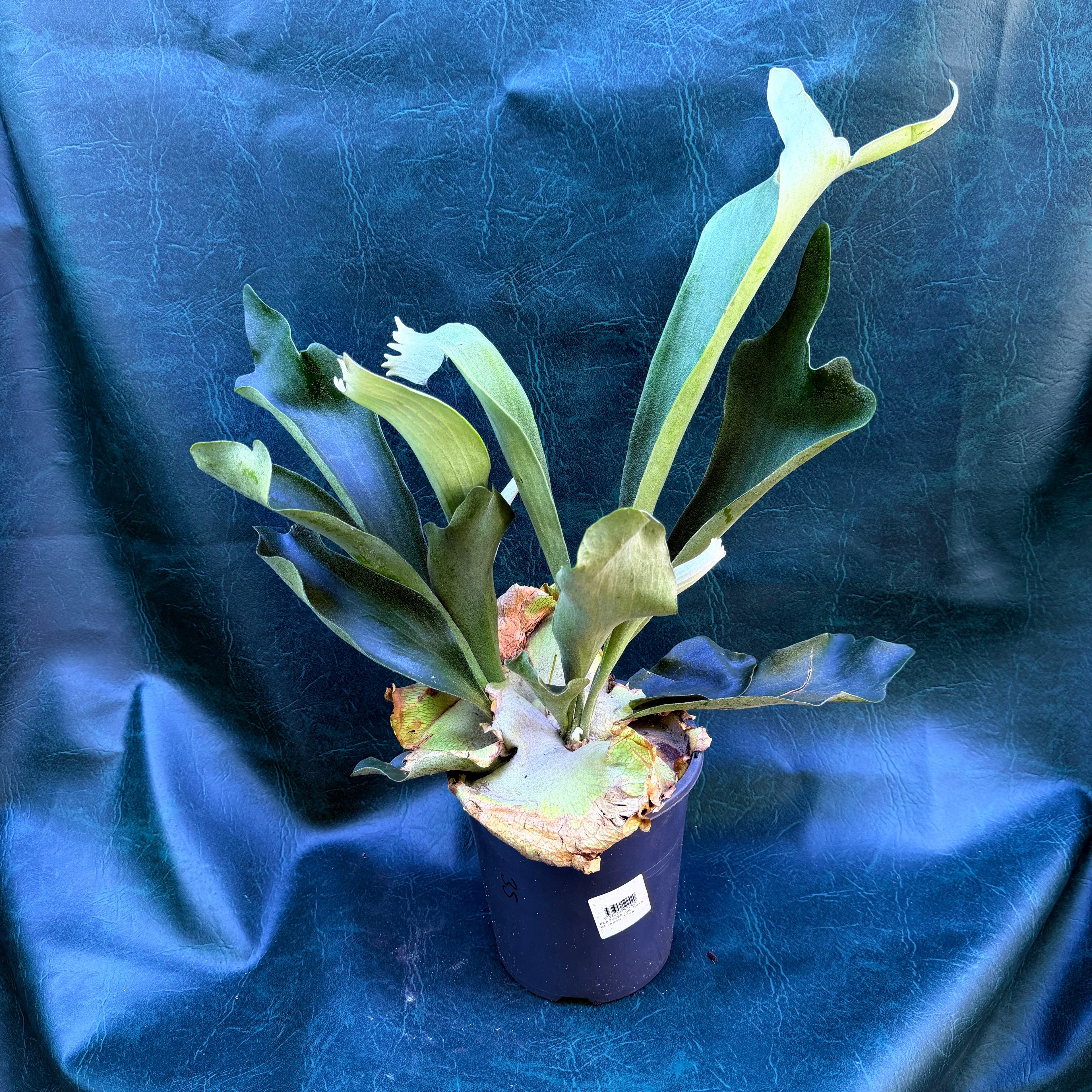 Platycerium Bifurcatum - Elkhorn fern