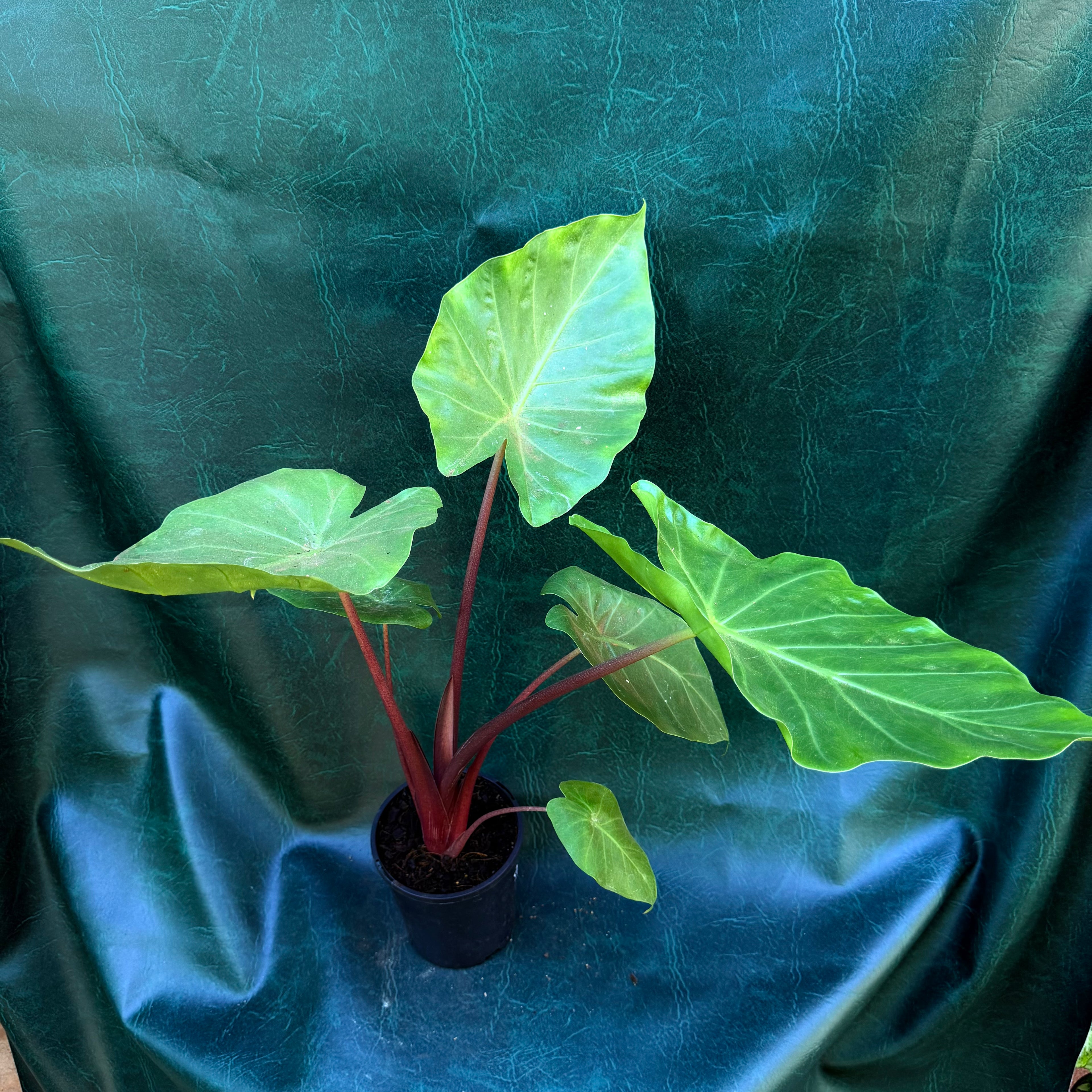 Alocasia Red Imperial
