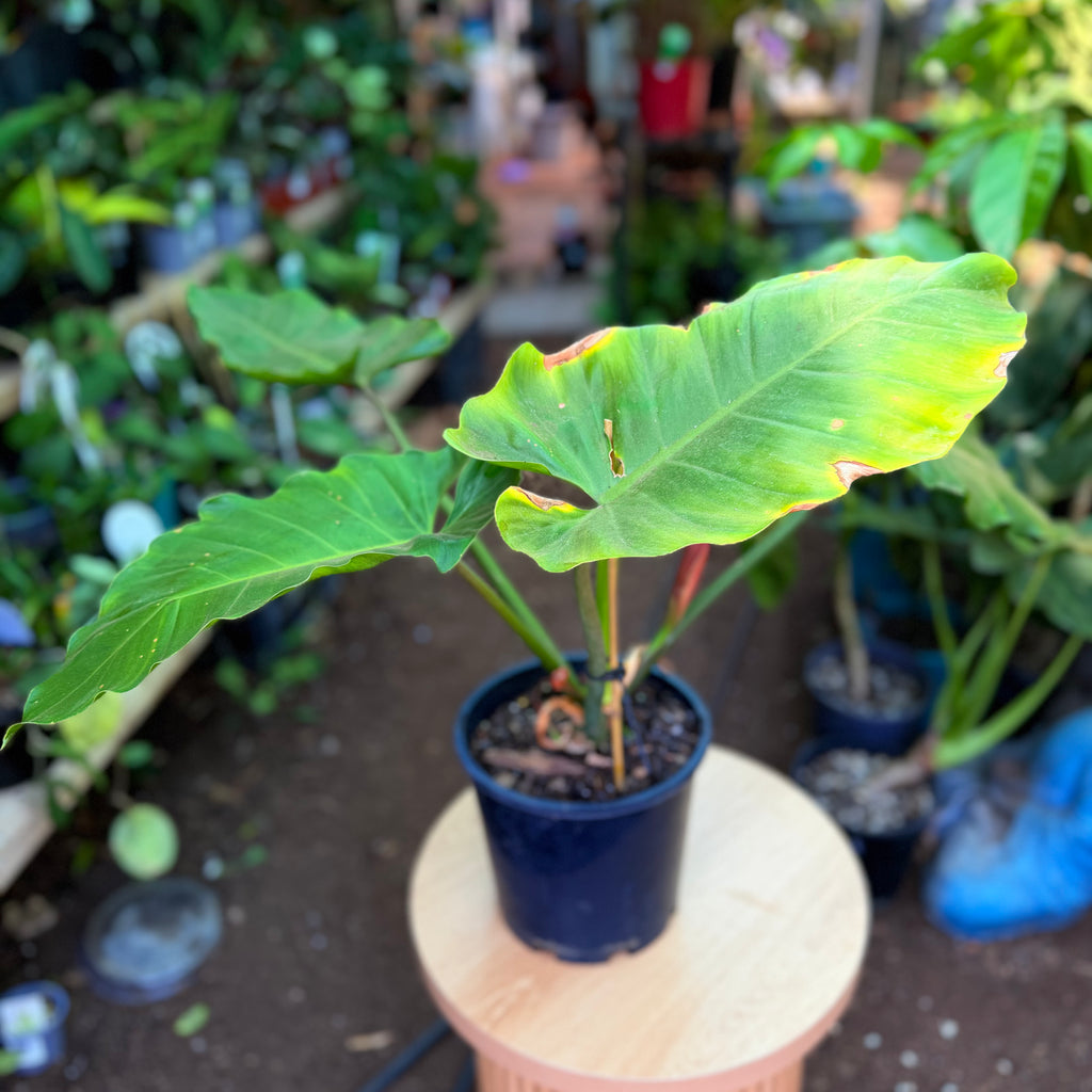 Philodendron Jungle Fewer