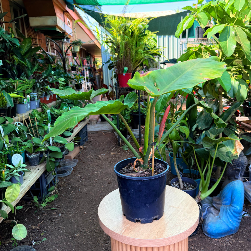 Philodendron Jungle Fewer