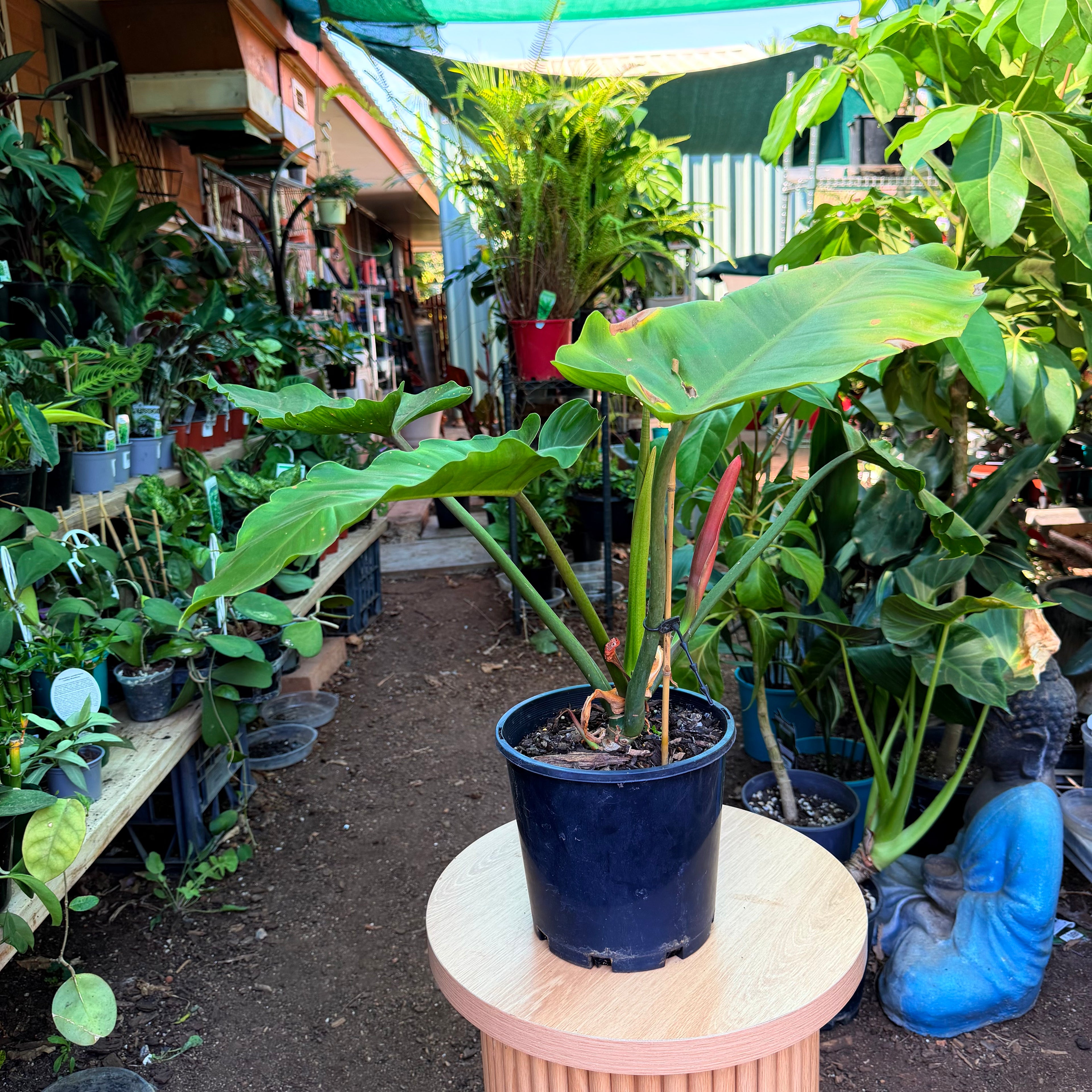 Philodendron Jungle Fewer