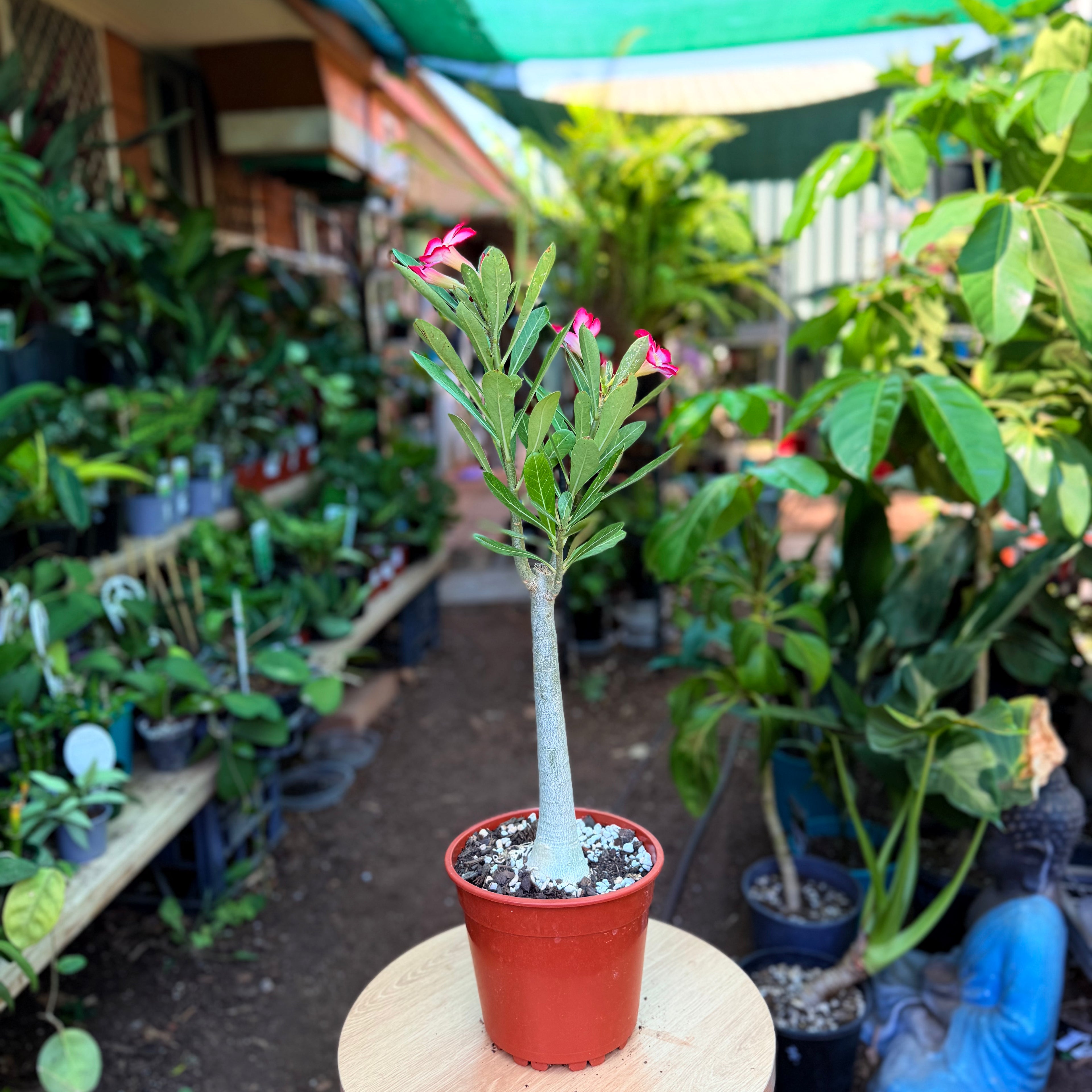 Adenium Obesum - Pink desert rose