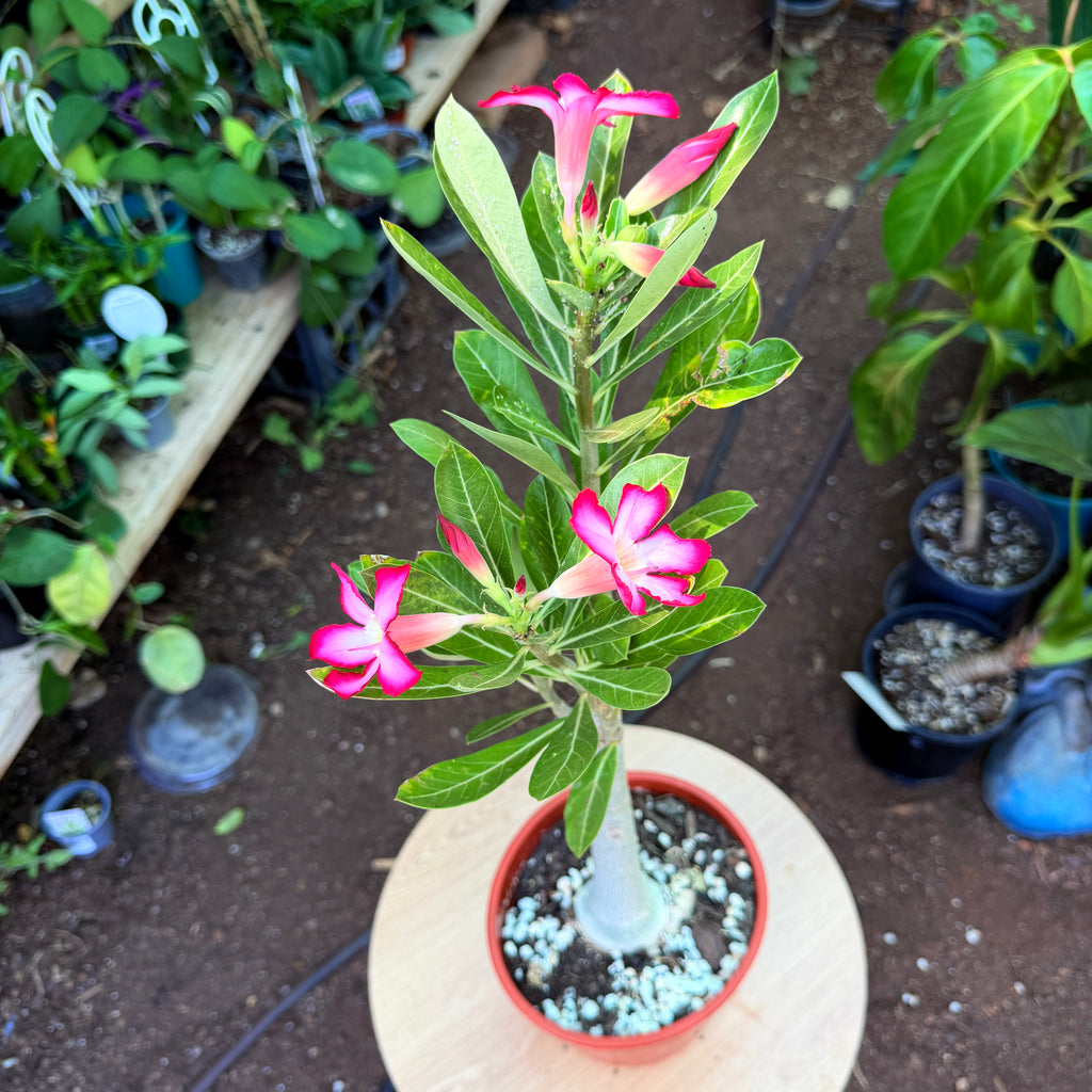 Adenium Obesum - Pink desert rose