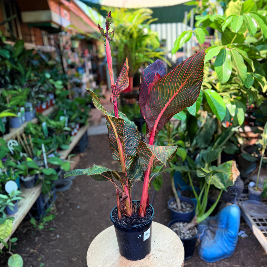 Canna lily Tropicanna