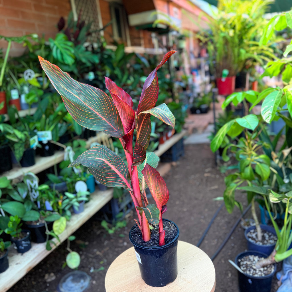 Canna lily Tropicanna