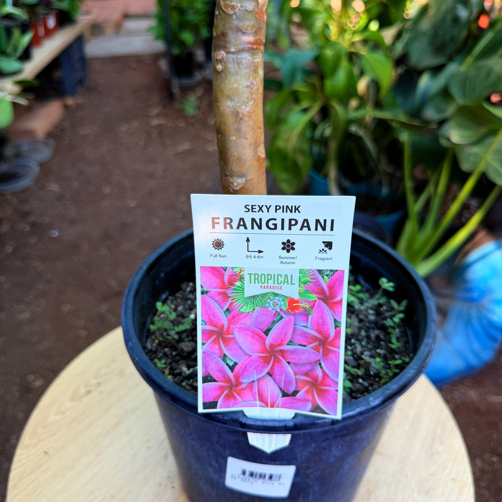 Frangipani Sexy Pink