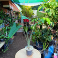 Alocasia Zebrina