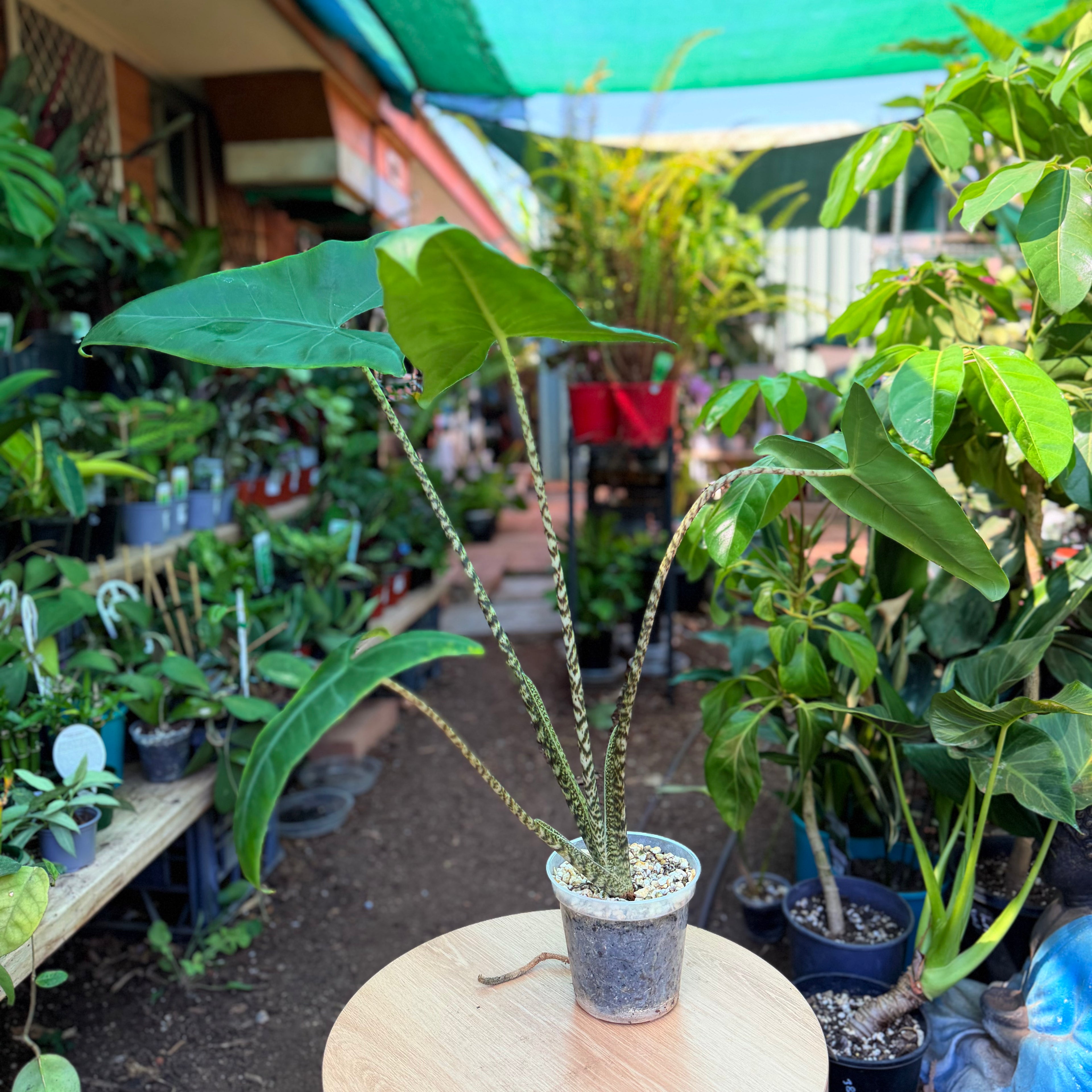 Alocasia Zebrina