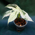 Alocasia Simpo Albo