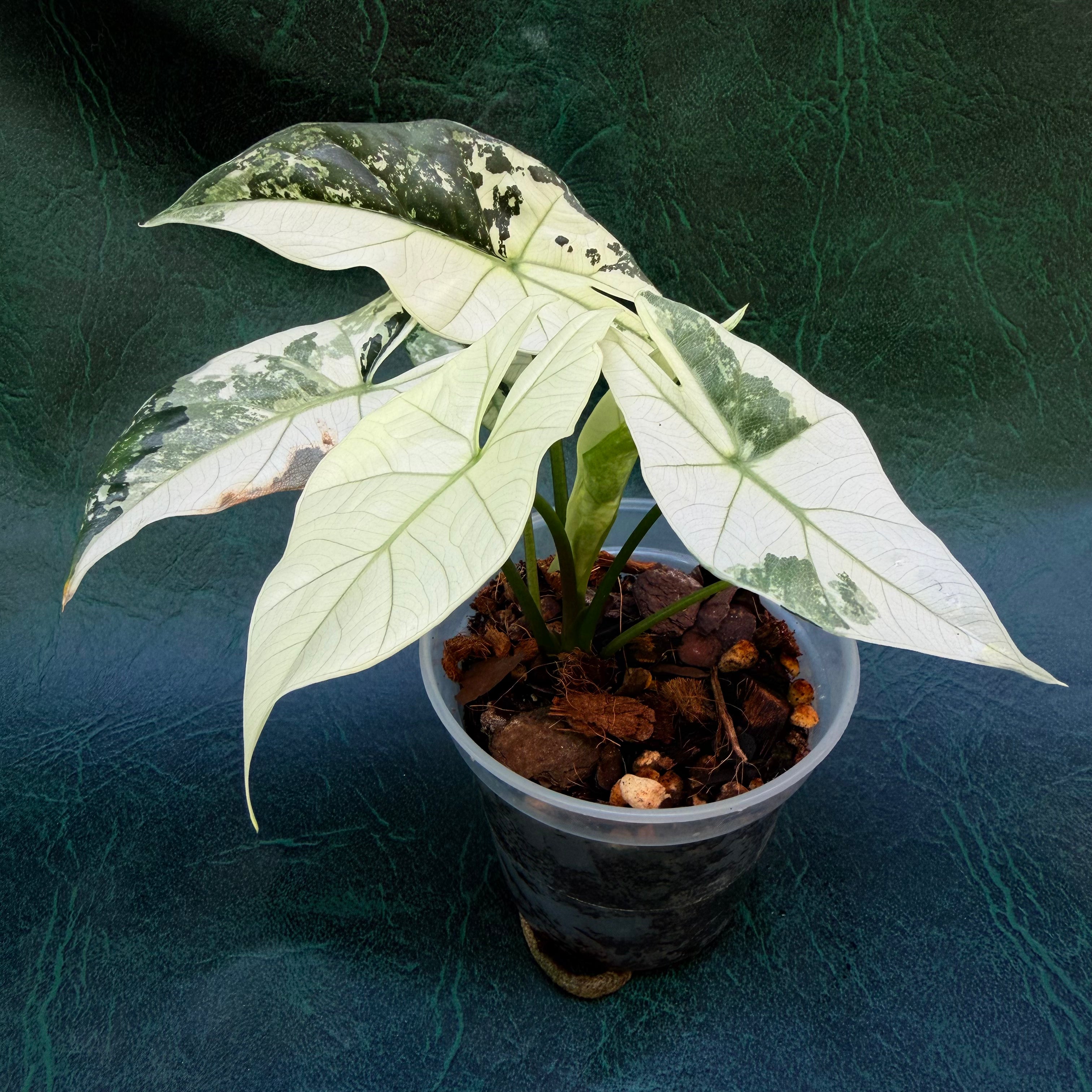 Alocasia Simpo Albo