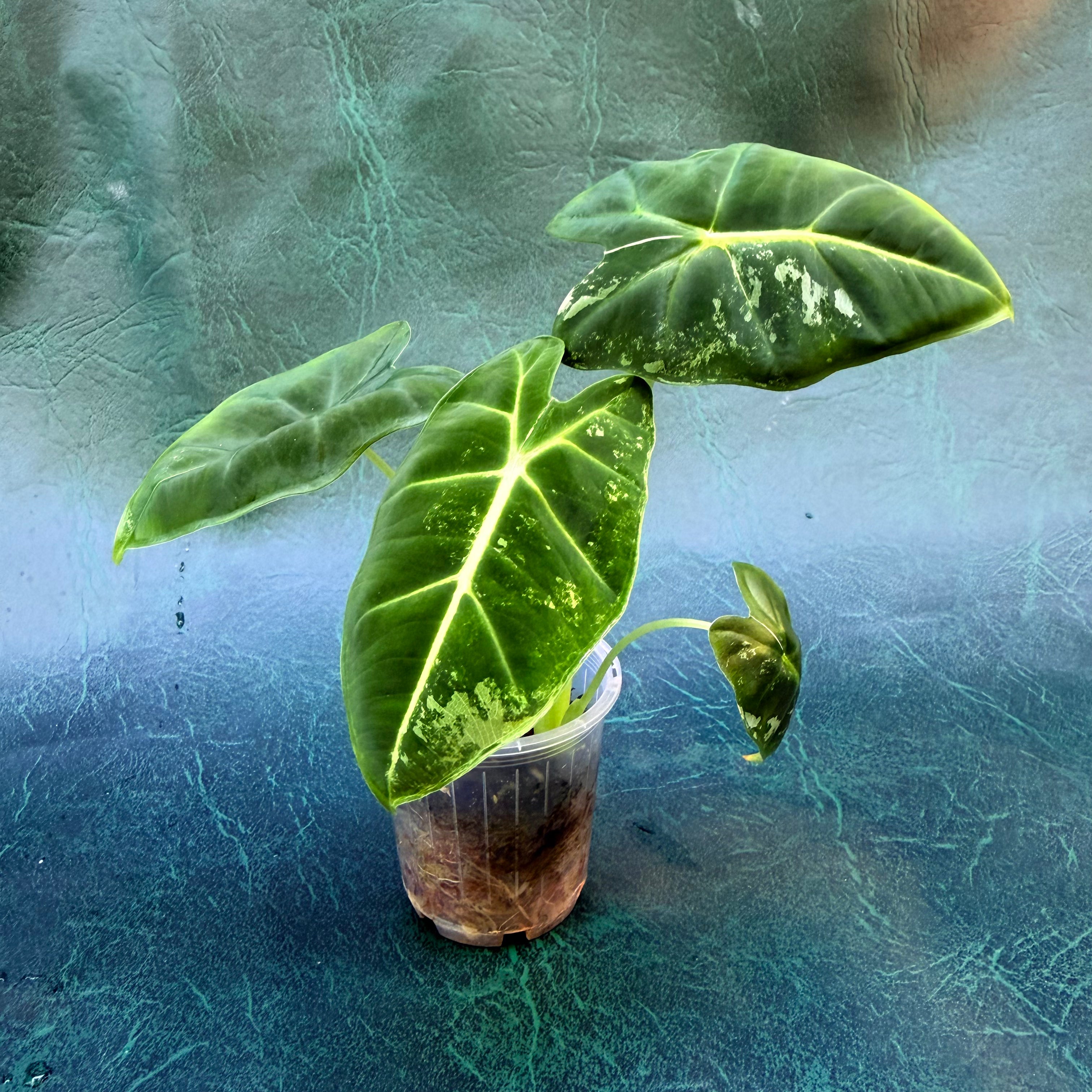 Alocasia Frydek Variegata