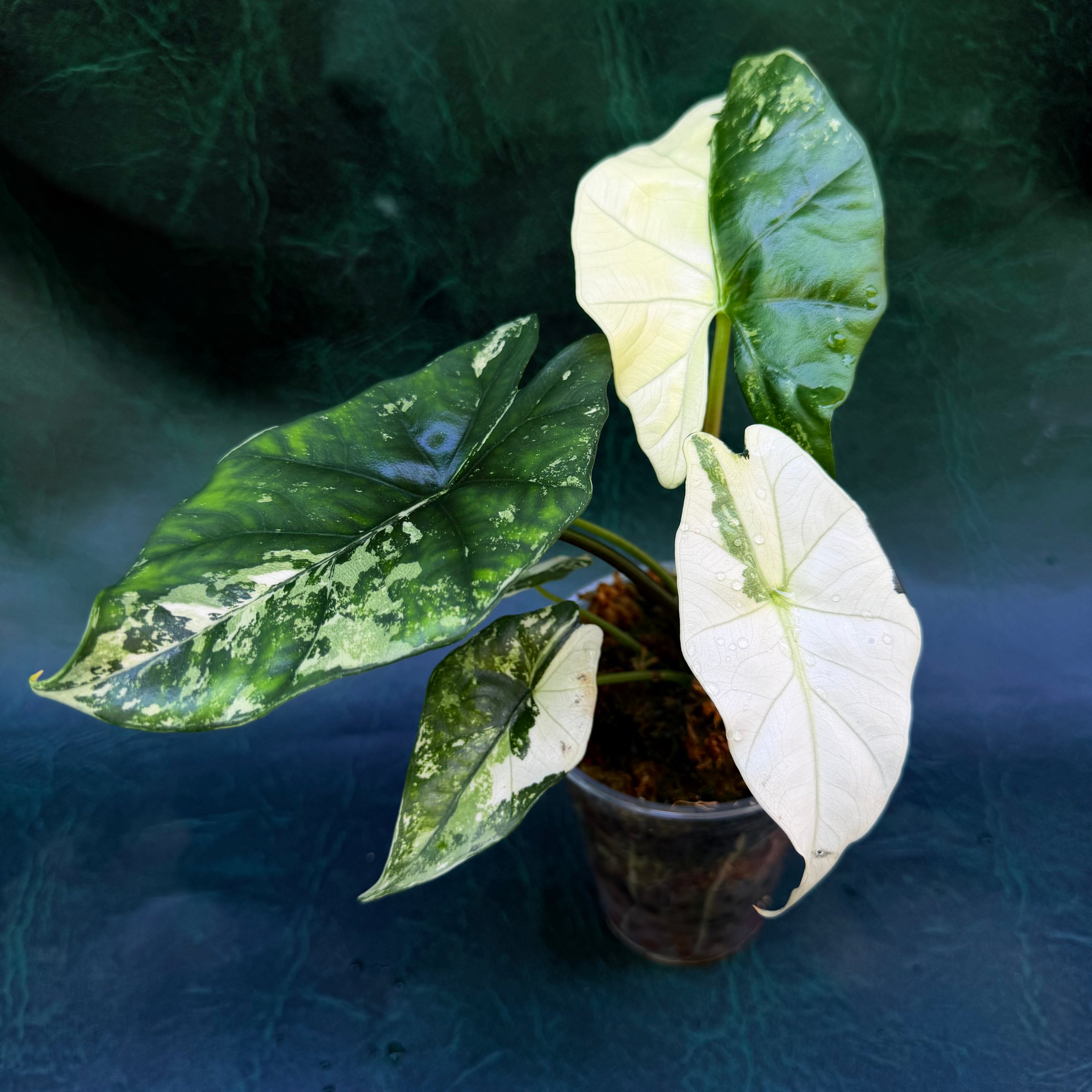 Alocasia Simpo Albo
