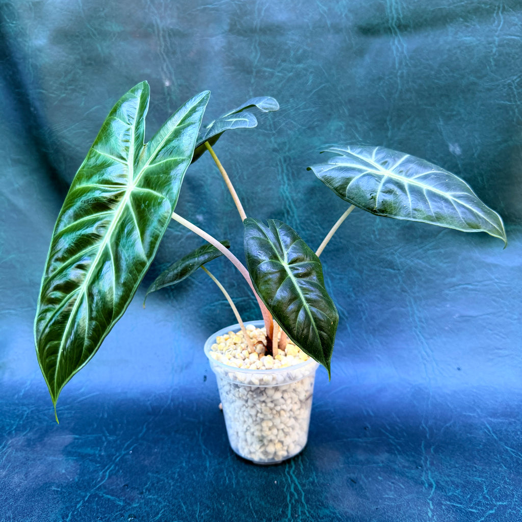 Alocasia Pink Dragon