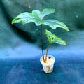 Alocasia Nycteris - Batwing