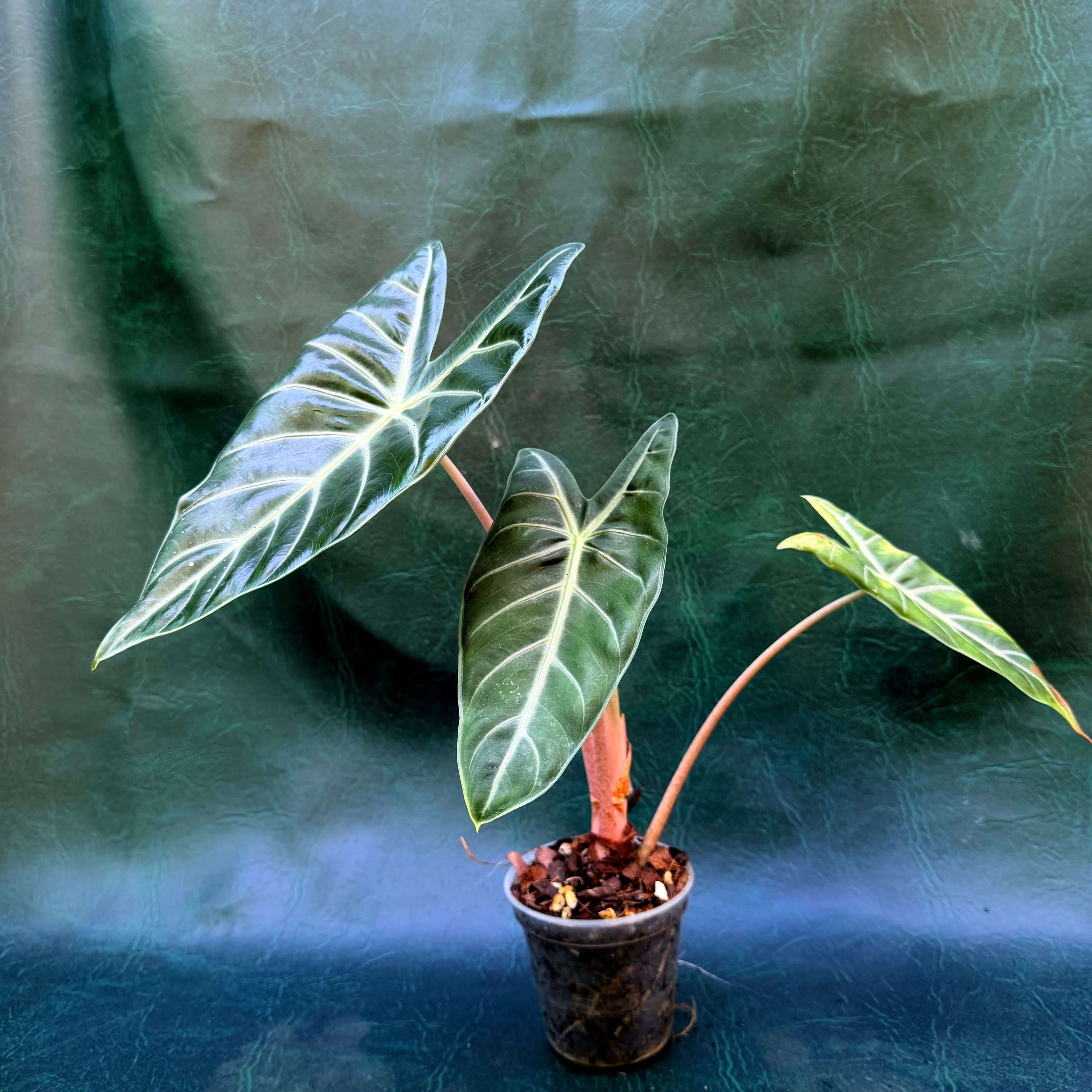 Alocasia Pink Dragon