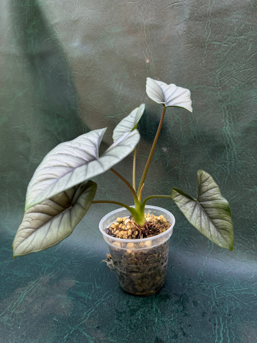 Alocasia Bisma