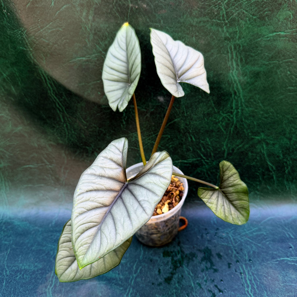 Alocasia Bisma