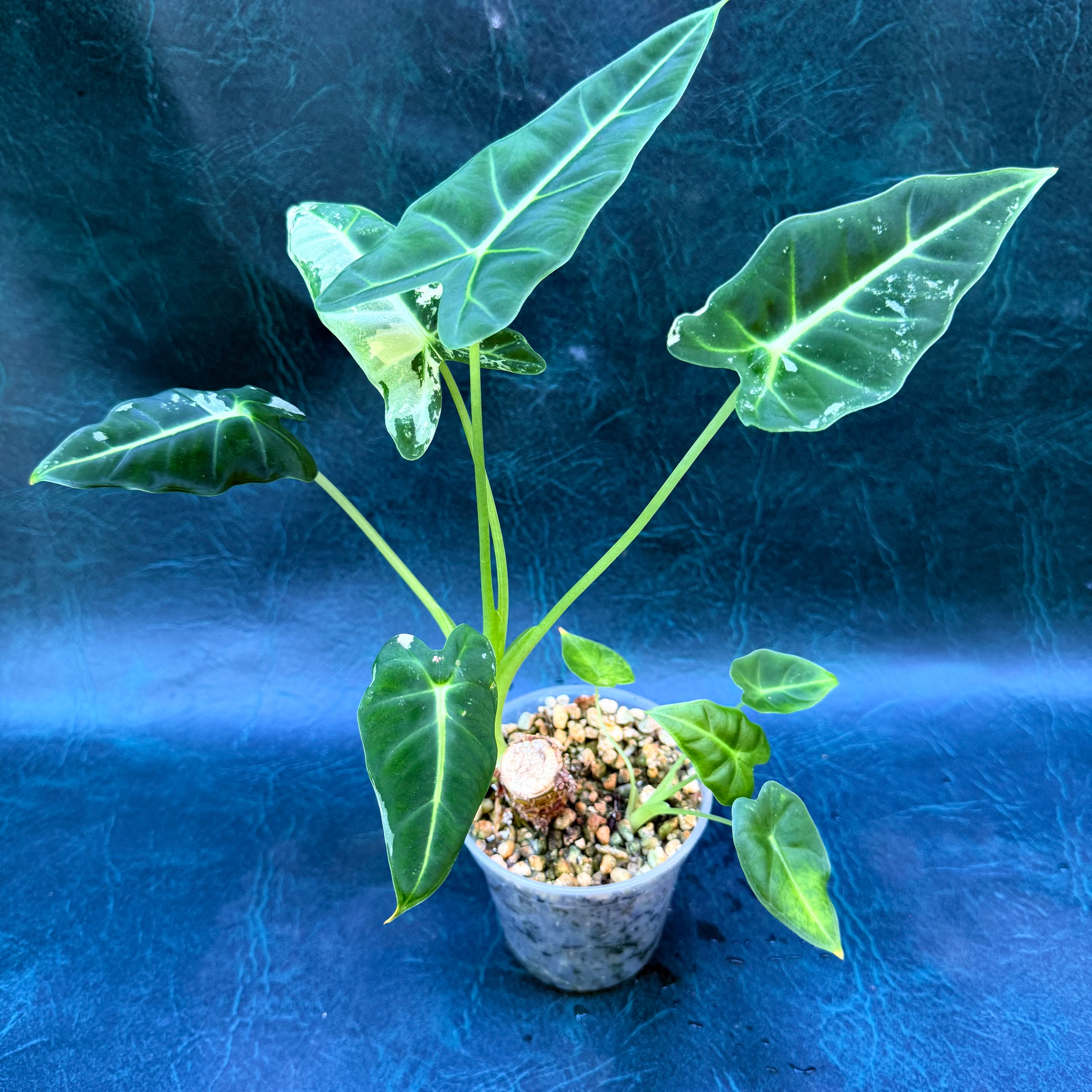 Alocasia Frydek Variegata