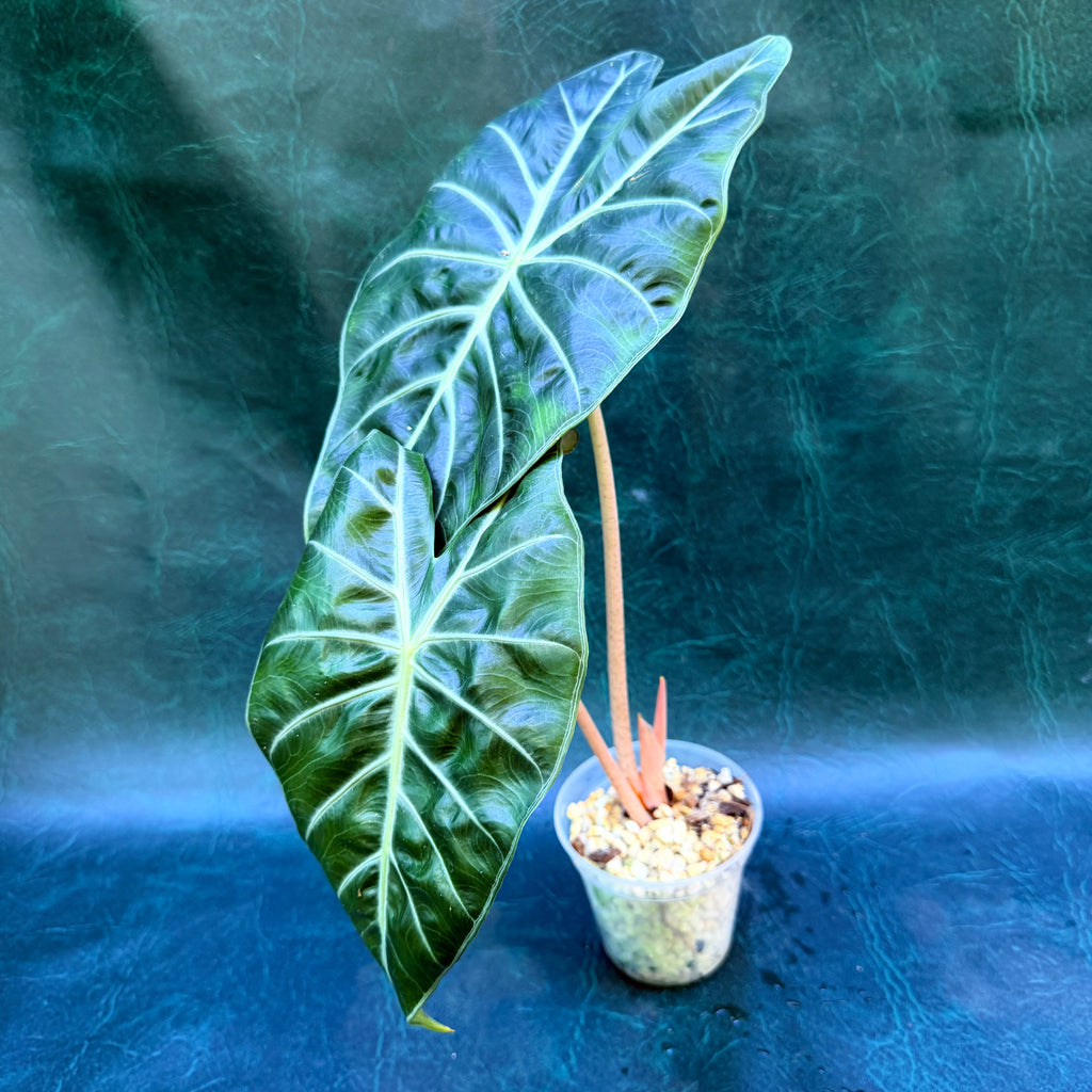 Alocasia Pink Dragon