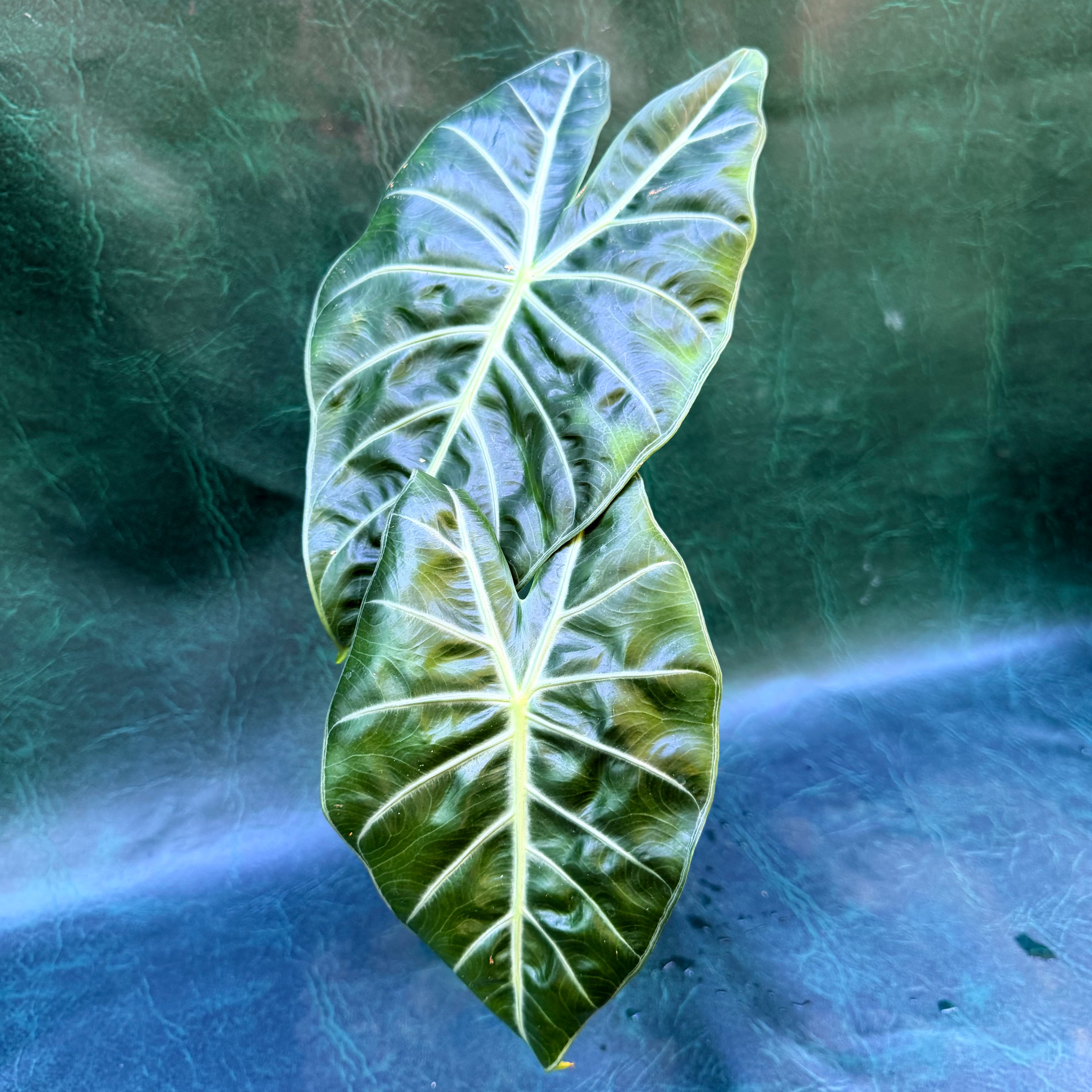 Alocasia Pink Dragon
