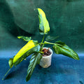 Philodendron Domesticum Variegata