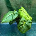 Philodendron Dean McDowell