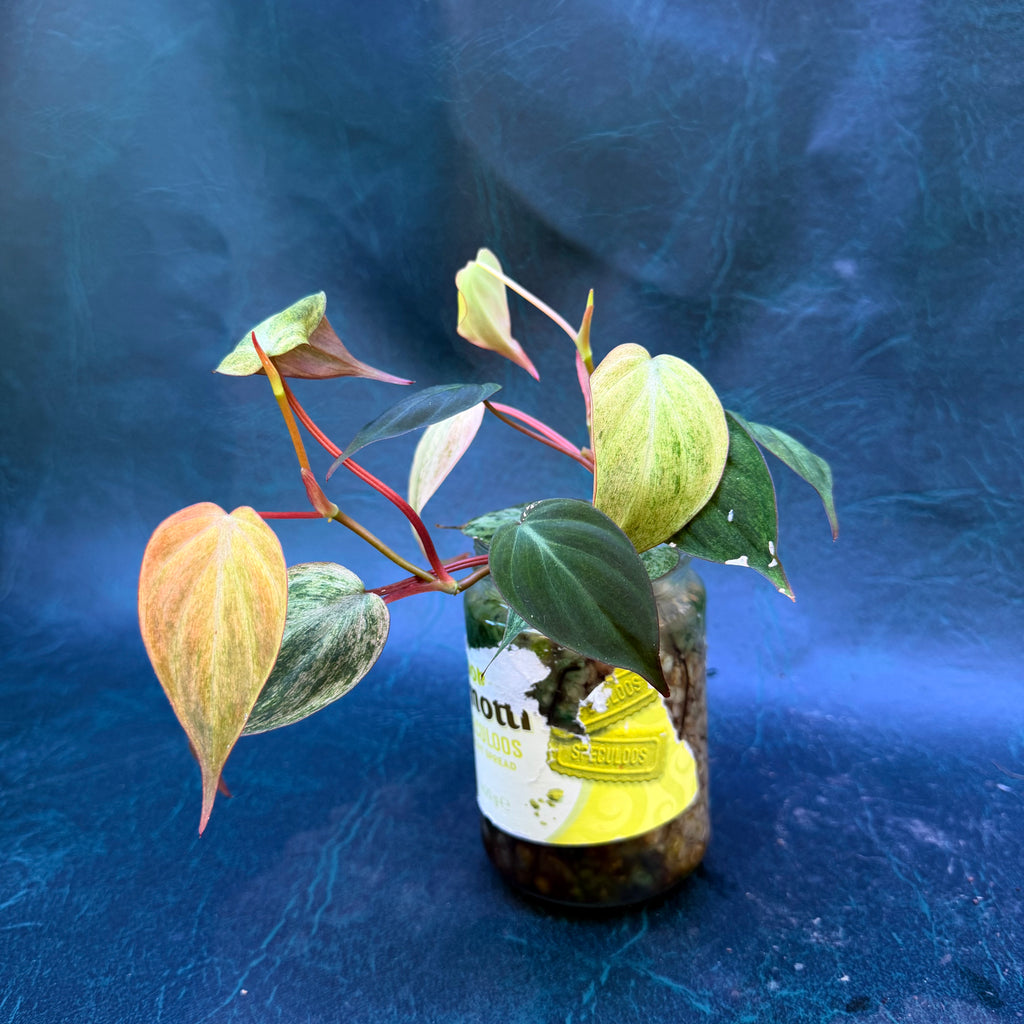 Philodendron PINK MINT Micans