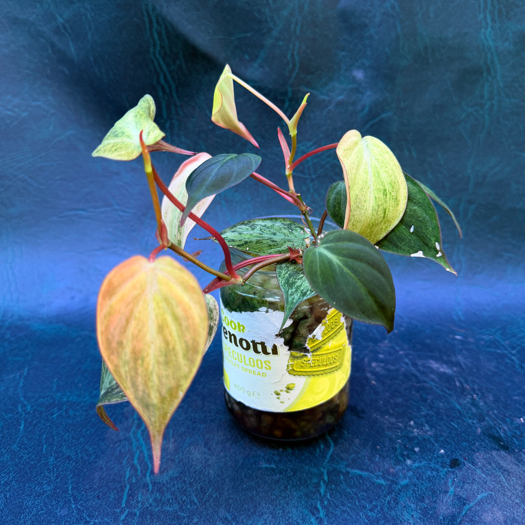 Philodendron PINK MINT Micans
