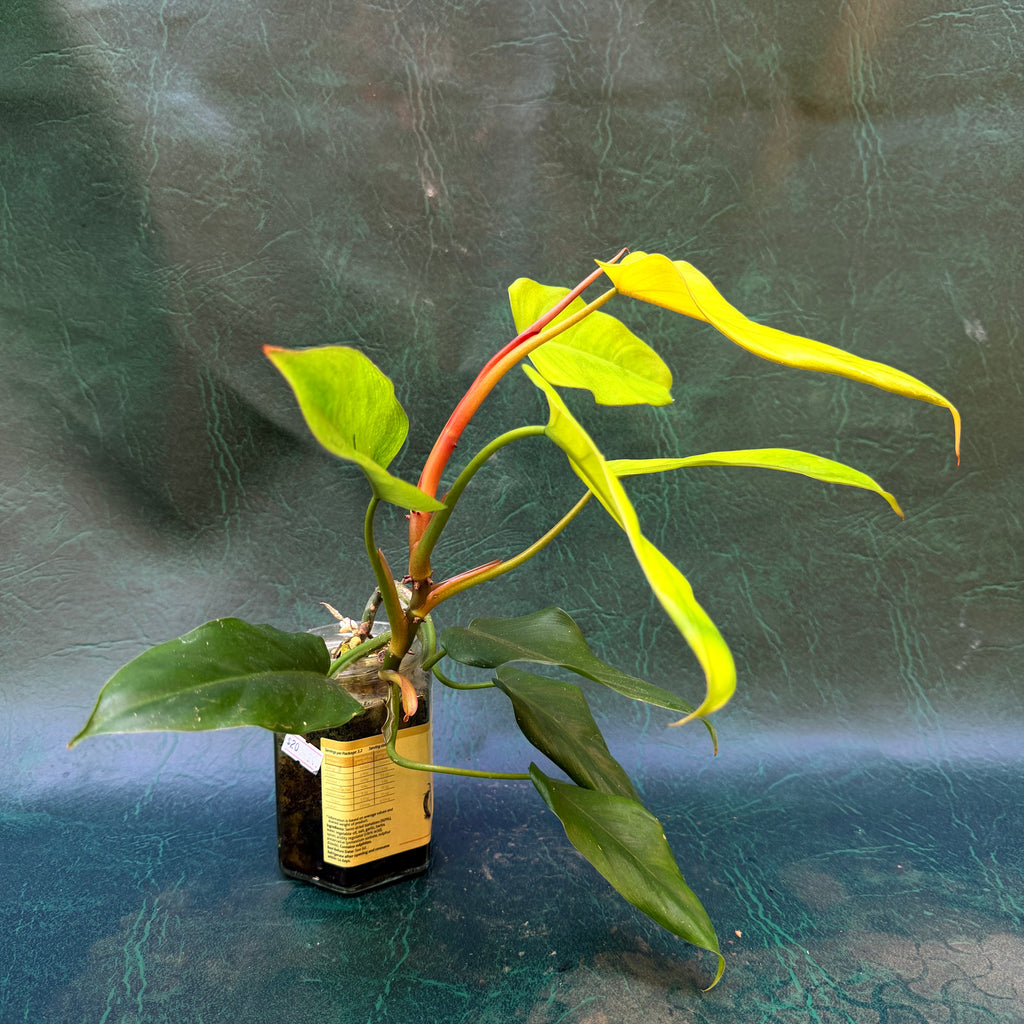 Philodendron golden Erubescens