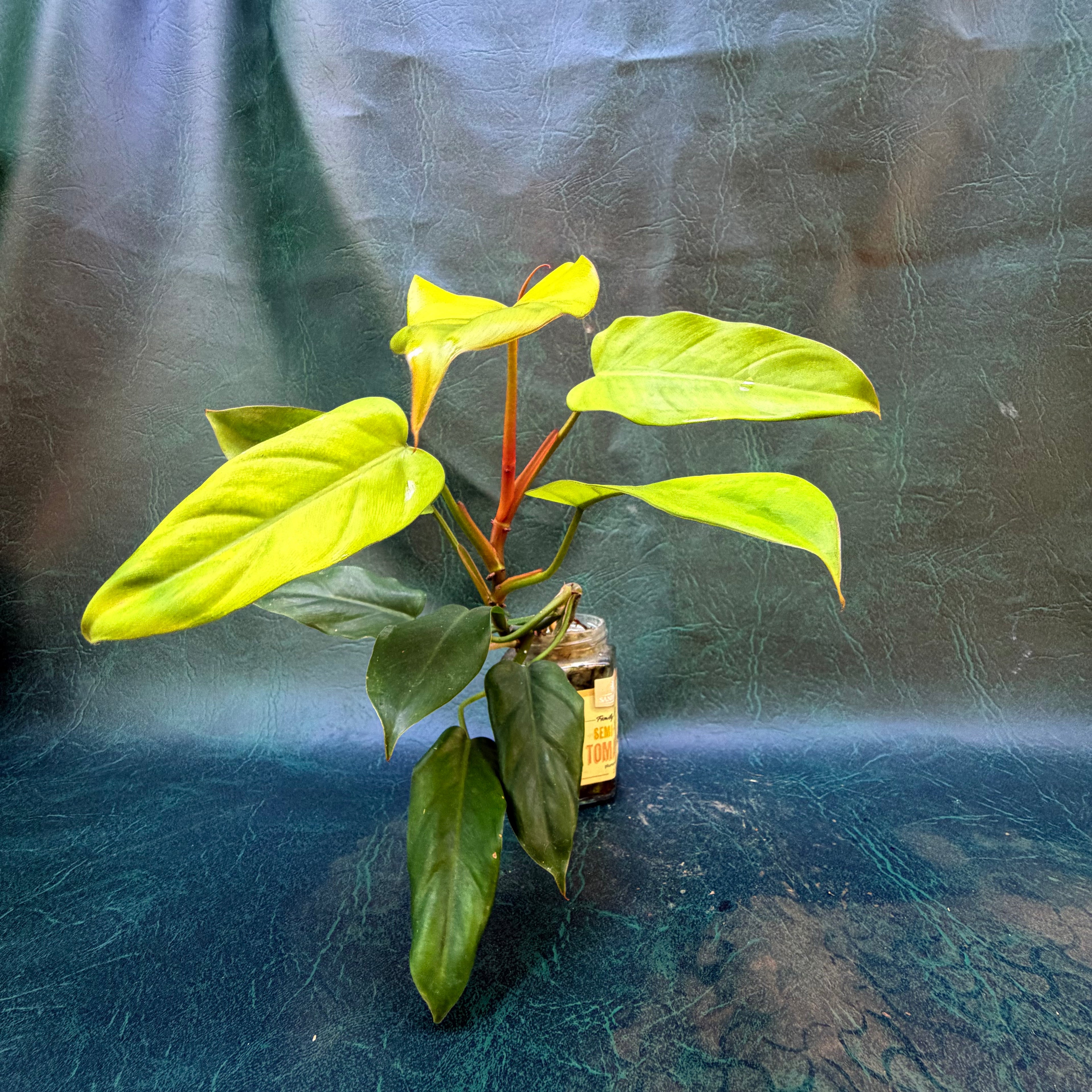 Philodendron golden Erubescens