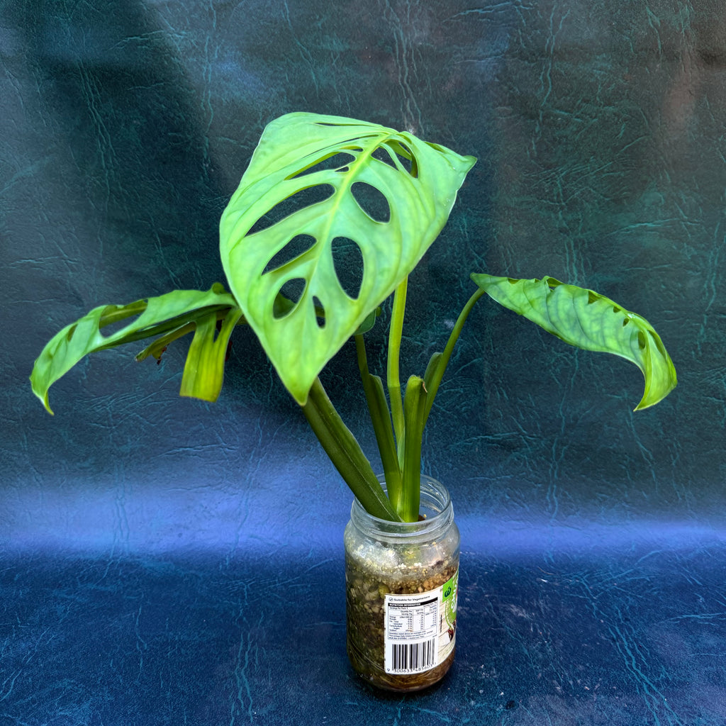 Monstera Esquelato