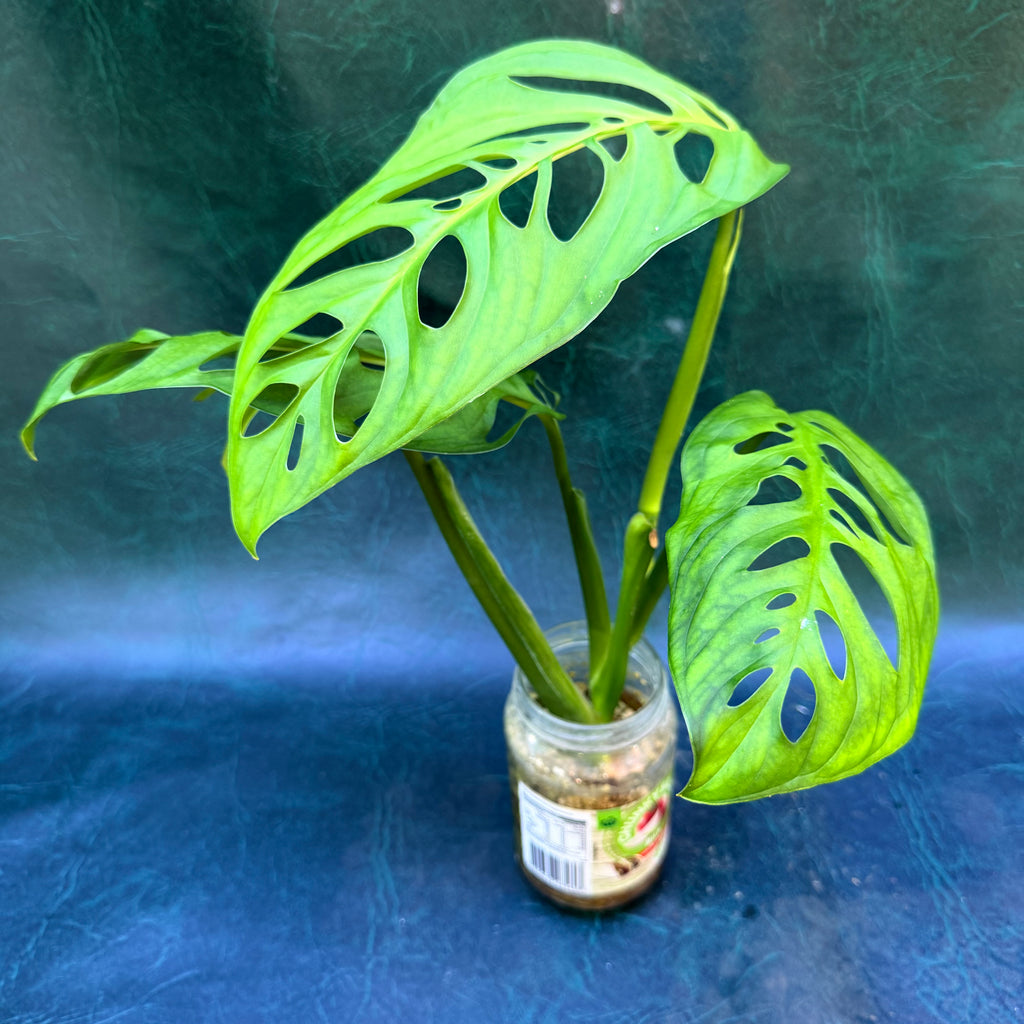 Monstera Esquelato