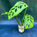 Monstera Esquelato