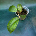 Hoya Kalimantan