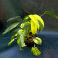 Philodendron Burle Marx Variegata