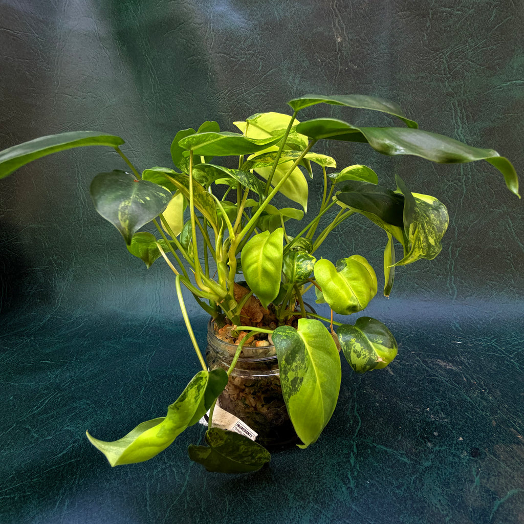 Philodendron Burle Marx Variegata