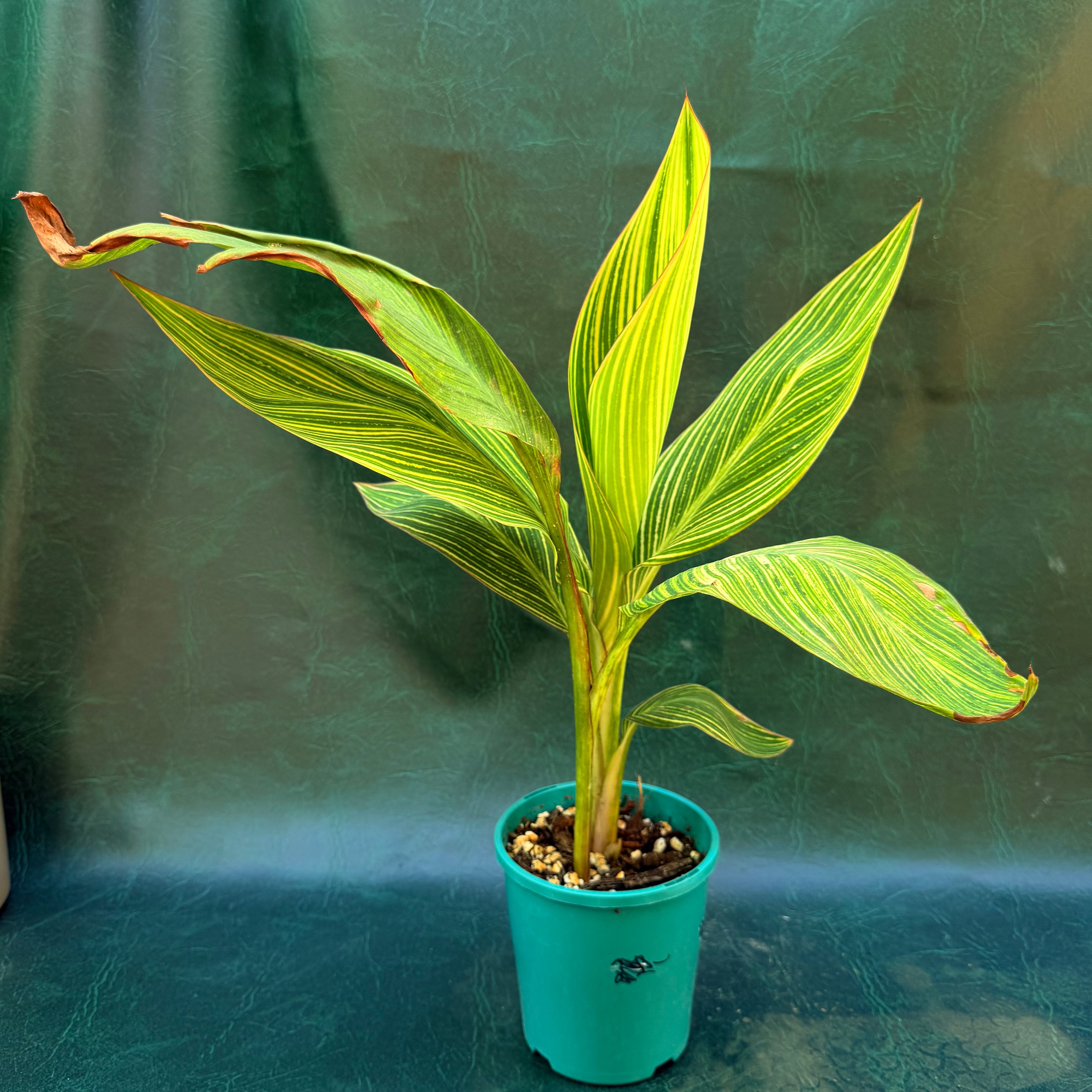 Canna lily variegated